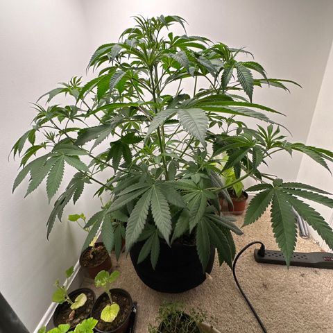 Gorrila nut #9 growlog timeline photo