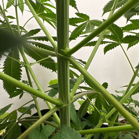 Gorrila nut #9 growlog timeline photo