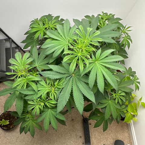 Gorrila nut #9 growlog timeline photo
