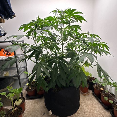 Gorrila nut #9 growlog timeline photo