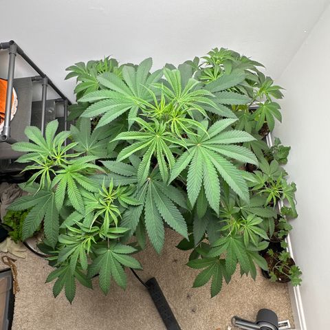 Gorrila nut #9 growlog timeline photo