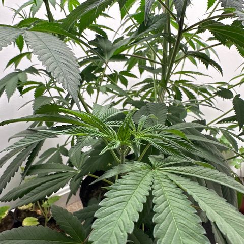 Gorrila nut #9 growlog timeline photo