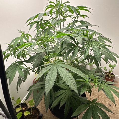 Gorrila nut #9 growlog timeline photo