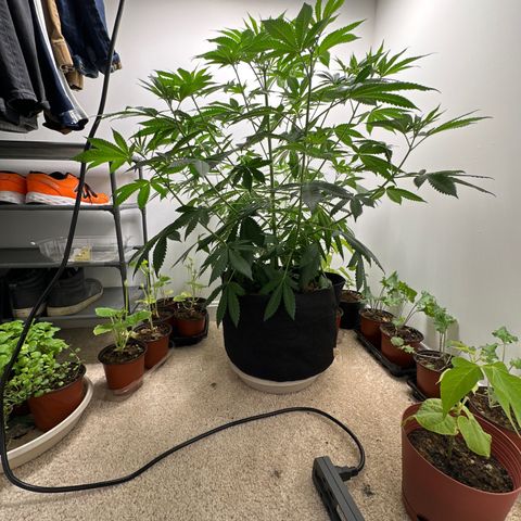 Gorrila nut #9 growlog timeline photo
