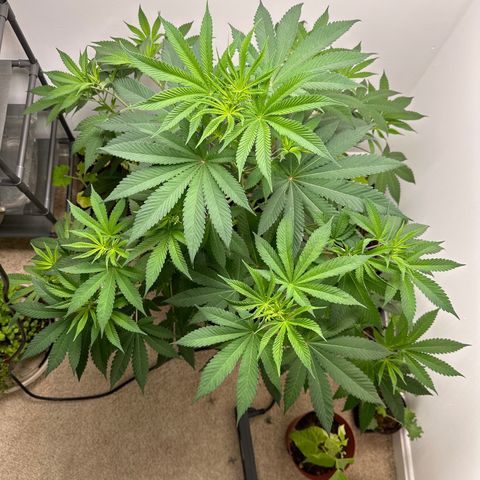 Gorrila nut #9 growlog timeline photo
