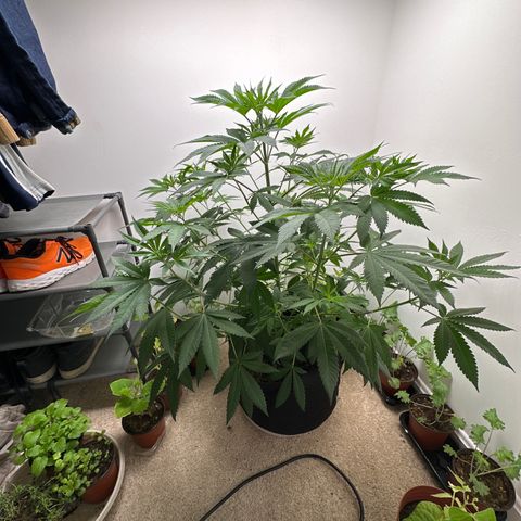 Gorrila nut #9 growlog timeline photo