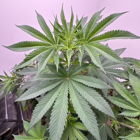Gorrila nut #9 growlog timeline photo