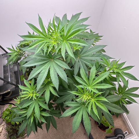 Gorrila nut #9 growlog timeline photo