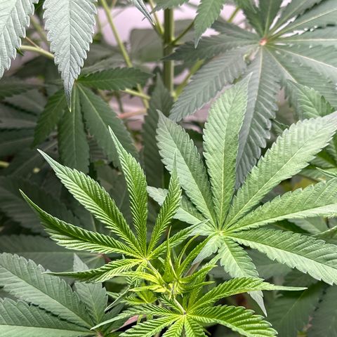 Gorrila nut #9 growlog timeline photo
