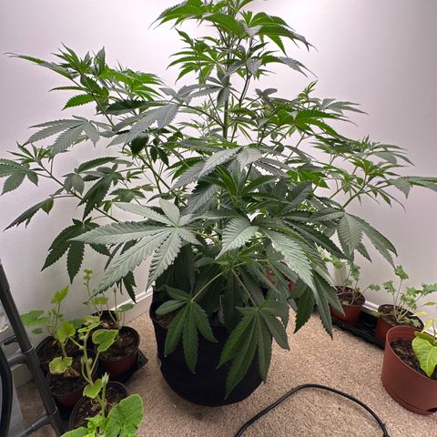 Gorrila nut #9 growlog timeline photo
