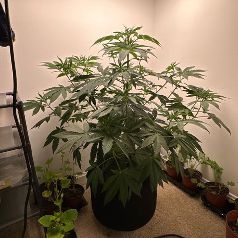 Gorrila nut #9 growlog timeline photo