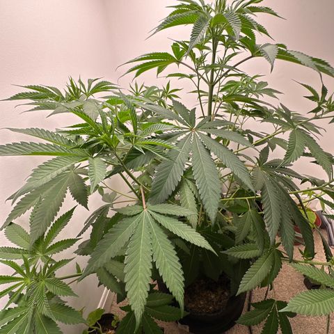 Gorrila nut #9 growlog timeline photo