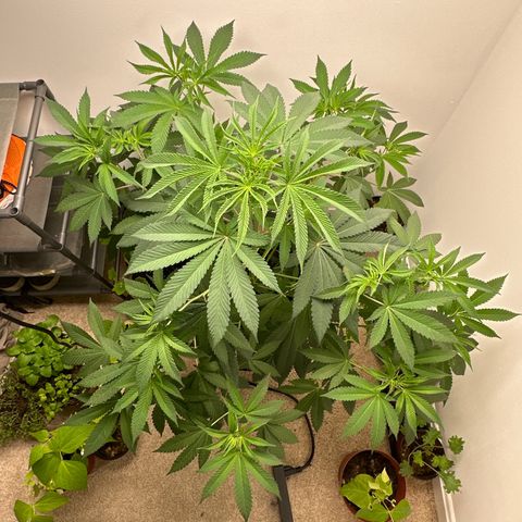Gorrila nut #9 growlog timeline photo
