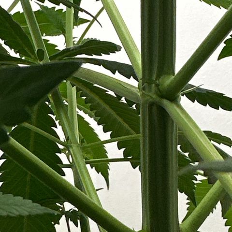 Gorrila nut #9 growlog timeline photo