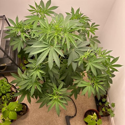 Gorrila nut #9 growlog timeline photo