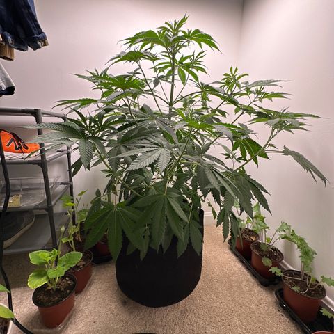 Gorrila nut #9 growlog timeline photo