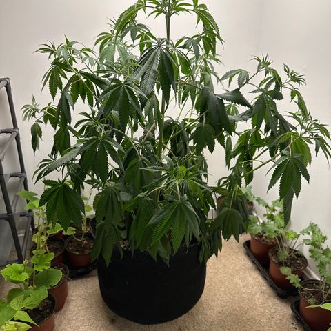 Gorrila nut #9 growlog photo: Lights on hight intensity for 24 hrs