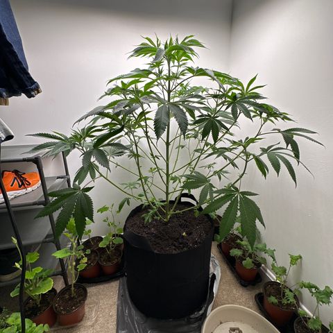Gorrila nut #9 growlog timeline photo