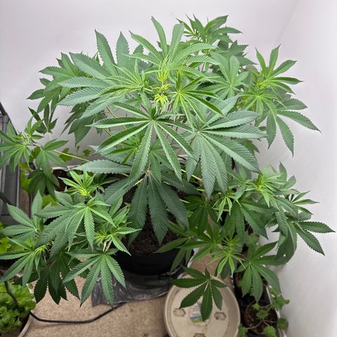 Gorrila nut #9 growlog timeline photo