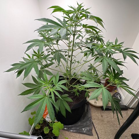 Gorrila nut #9 growlog timeline photo