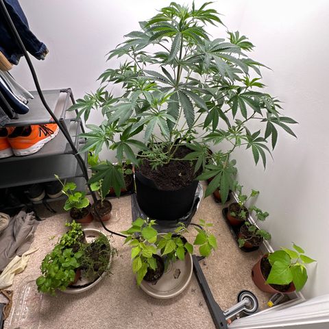 Gorrila nut #9 growlog timeline photo