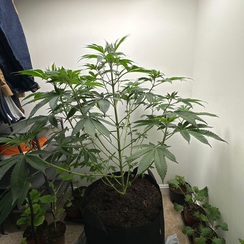 Gorrila nut #9 growlog timeline photo