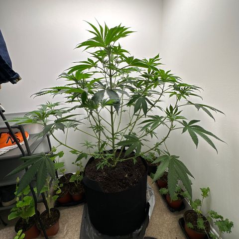 Gorrila nut #9 growlog timeline photo