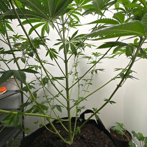 Gorrila nut #9 growlog timeline photo