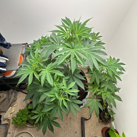 Gorrila nut #9 growlog timeline photo
