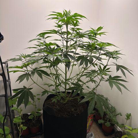 Gorrila nut #9 growlog timeline photo