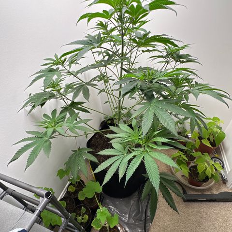 Gorrila nut #9 growlog timeline photo