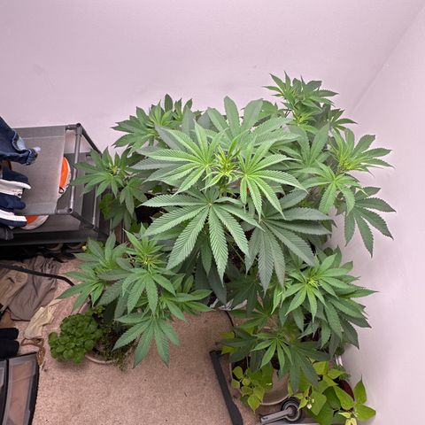 Gorrila nut #9 growlog timeline photo