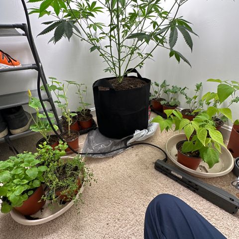 Gorrila nut #9 growlog timeline photo