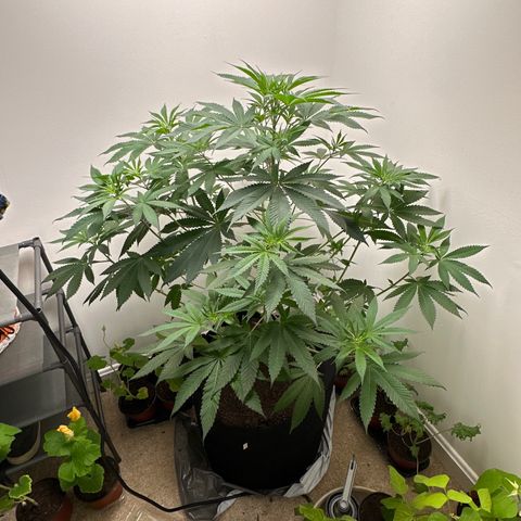 Gorrila nut #9 growlog timeline photo