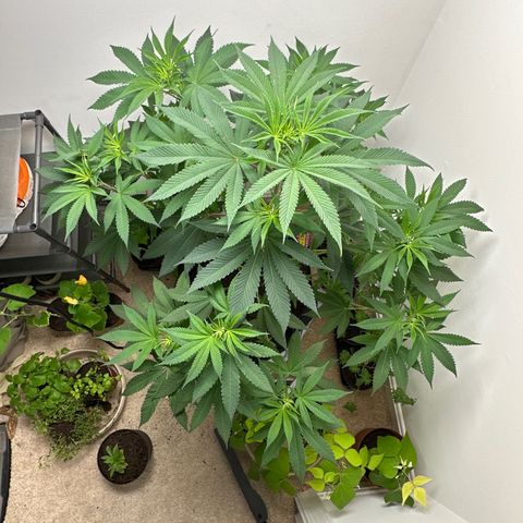 Gorrila nut #9 growlog timeline photo