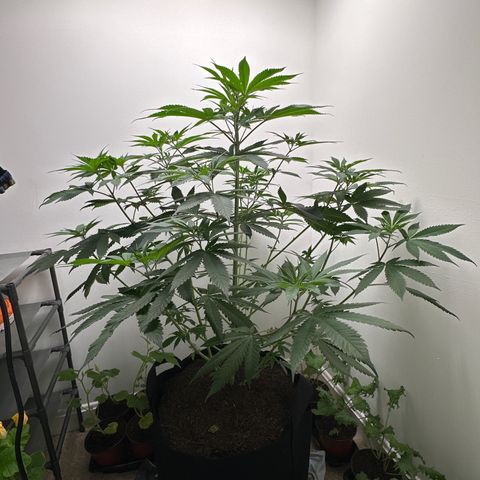 Gorrila nut #9 growlog timeline photo