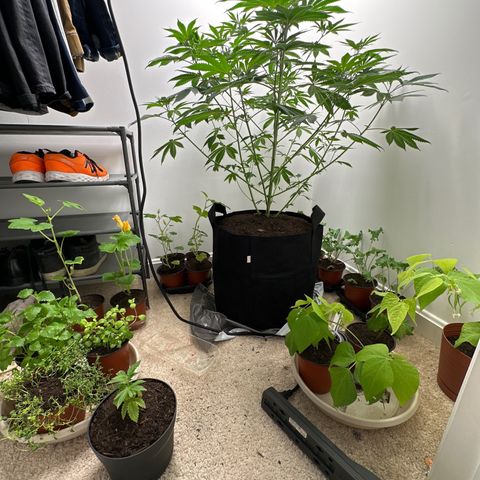 Gorrila nut #9 growlog timeline photo