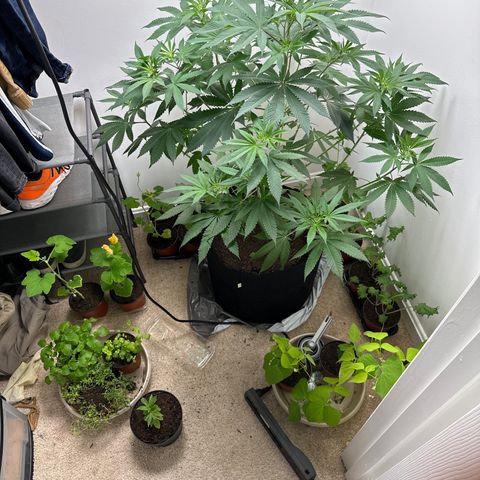 Gorrila nut #9 growlog timeline photo