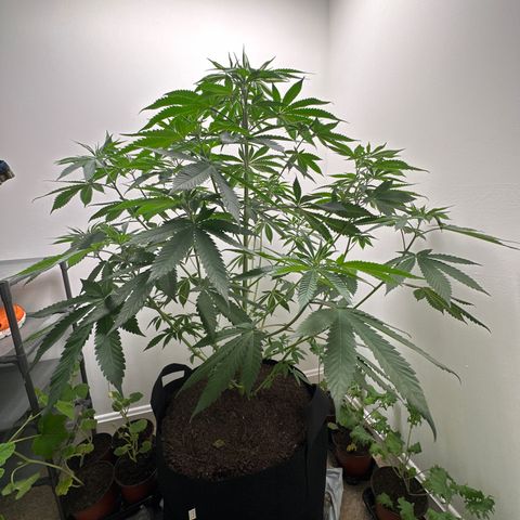 Gorrila nut #9 growlog timeline photo