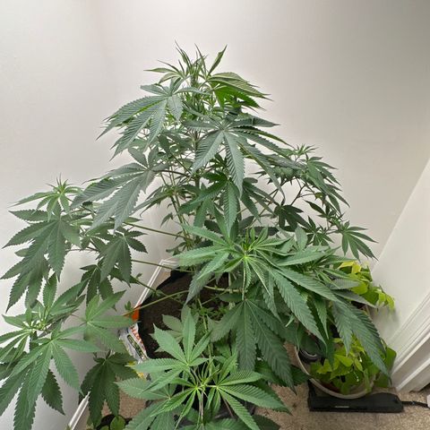 Gorrila nut #9 growlog timeline photo