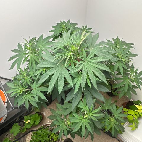 Gorrila nut #9 growlog timeline photo