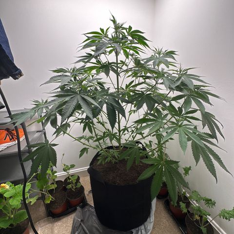 Gorrila nut #9 growlog timeline photo