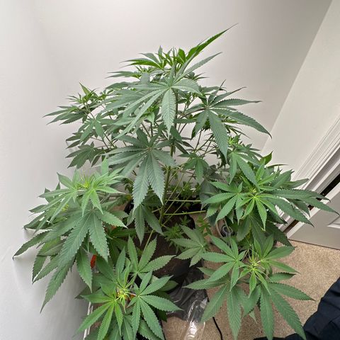Gorrila nut #9 growlog timeline photo