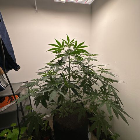 Gorrila nut #9 growlog timeline photo
