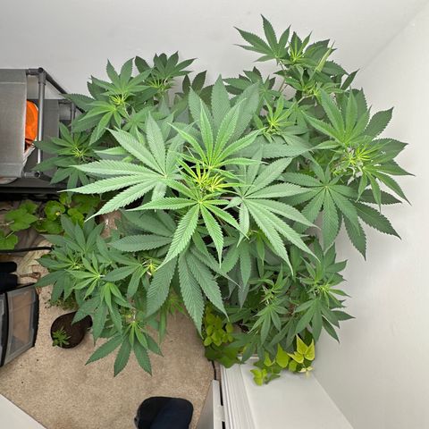 Gorrila nut #9 growlog timeline photo
