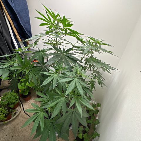 Gorrila nut #9 growlog timeline photo