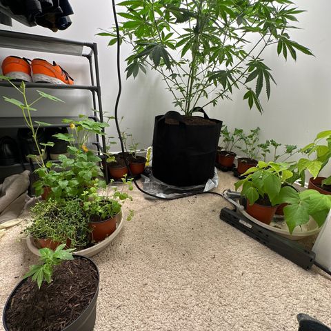 Gorrila nut #9 growlog timeline photo