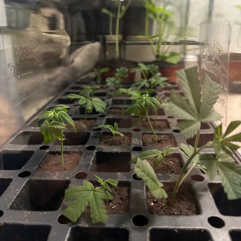 Gorrila nut #9 growlog photo: Clones