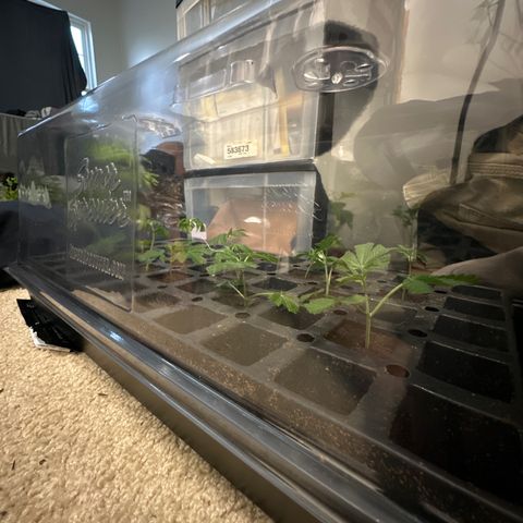 Gorrila nut #9 growlog timeline photo