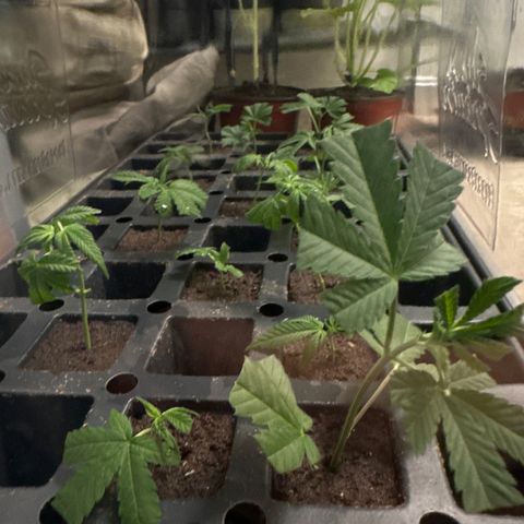 Gorrila nut #9 growlog timeline photo